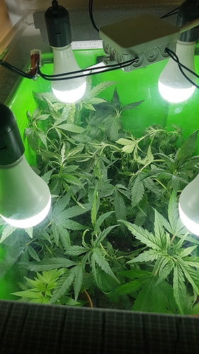 Growreport Bild 1
