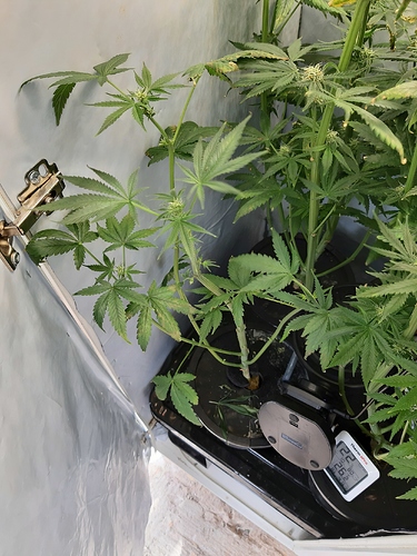 Growreport Bild 4