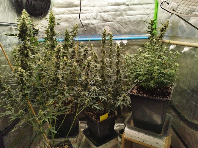 Growreport Bild 25