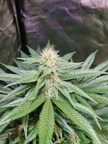 Growreport Bild 8