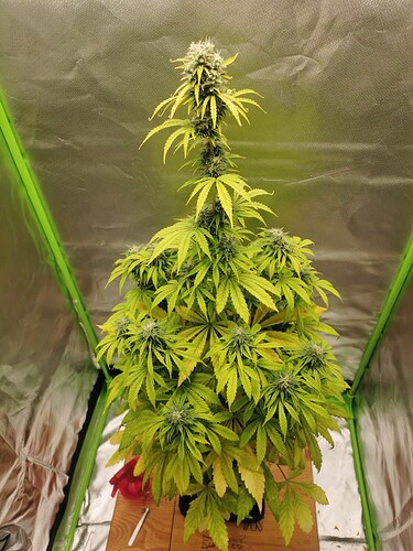 16471936881134546489269190156929