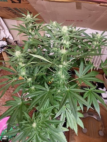 Growreport Bild 5