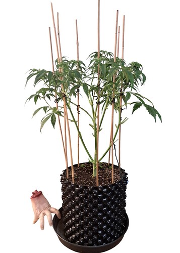 Growreport Bild 2