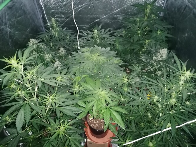 Growreport Bild 27