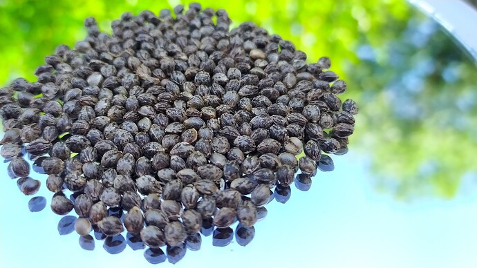 seed_herijuana_bx1