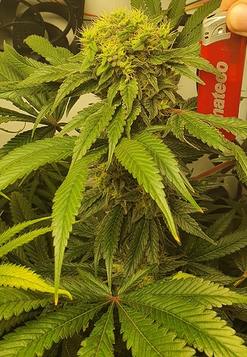 Growreport Bild 7