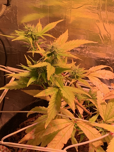 Growreport Bild 3