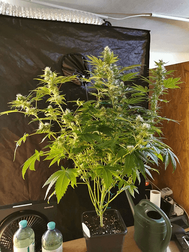 Growreport Bild 1