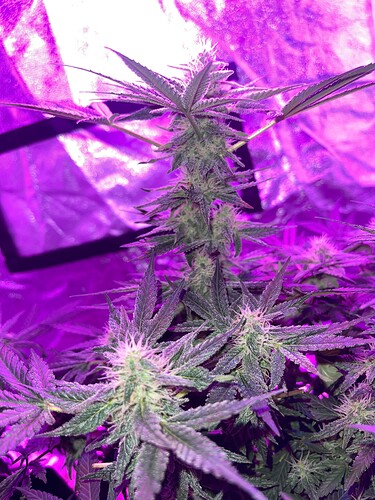 Growreport Bild 5