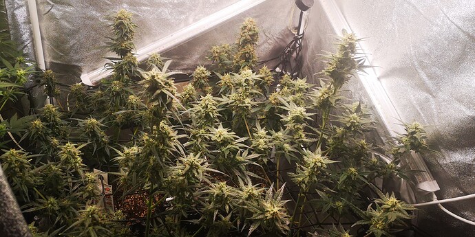 Growreport Bild 32