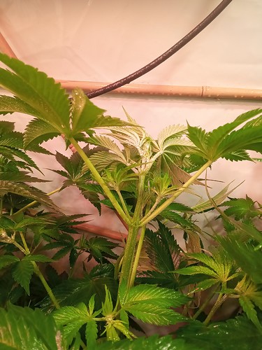 Growreport Bild 57