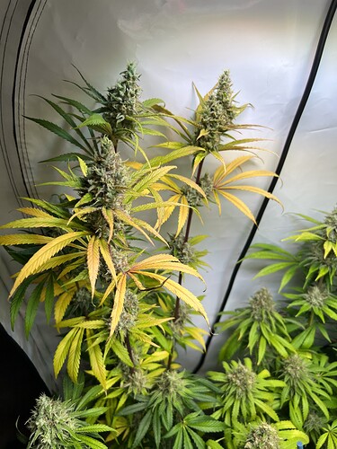 Growreport Bild 9