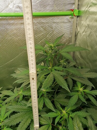 Growreport Bild 24