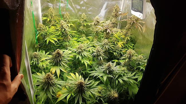 Growreport Bild 1