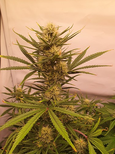 Growreport Bild 2