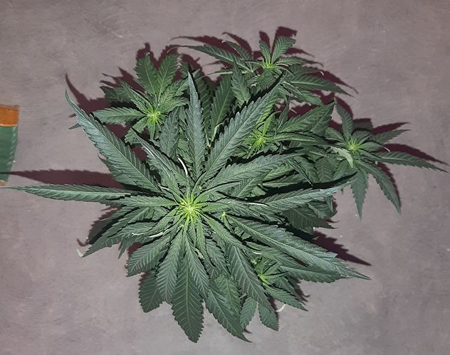 Growreport Bild 2