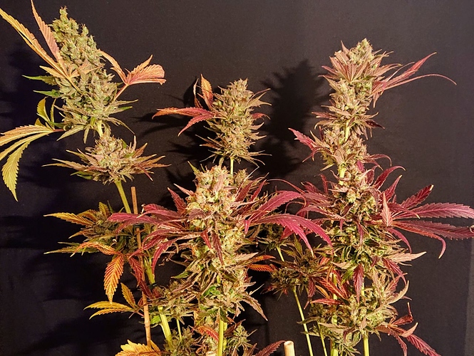 IMG_20201019_170019_214