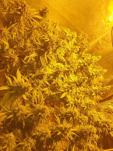 Growreport Bild 13