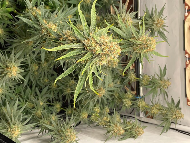 Growreport Bild 2