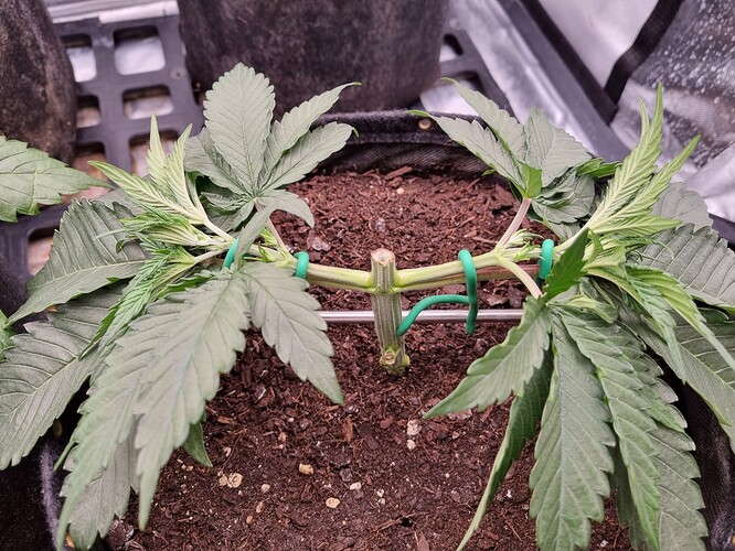 Growreport Bild 36