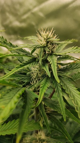 Growreport Bild 2