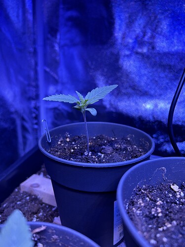 Growreport Bild 3