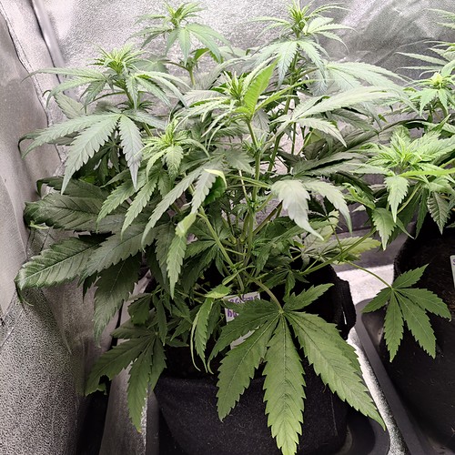 Growreport Bild 11