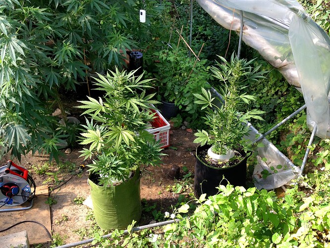 Growreport Bild 29