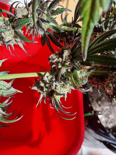 Growreport Bild 20
