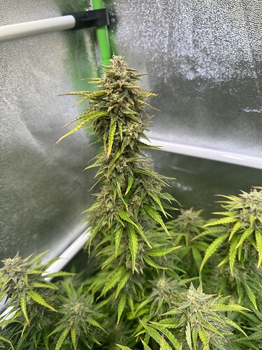 Growreport Bild 29