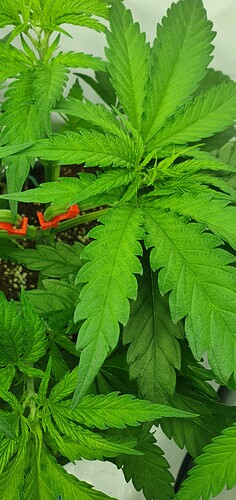 Growreport Bild 3