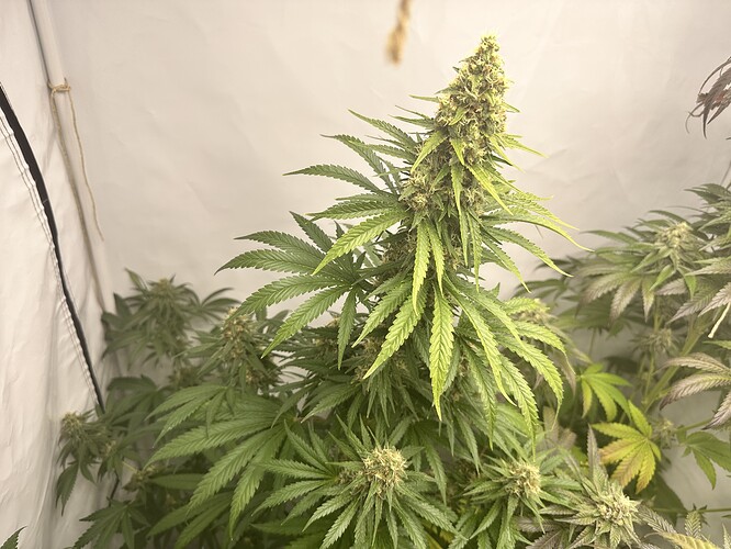 Growreport Bild 11