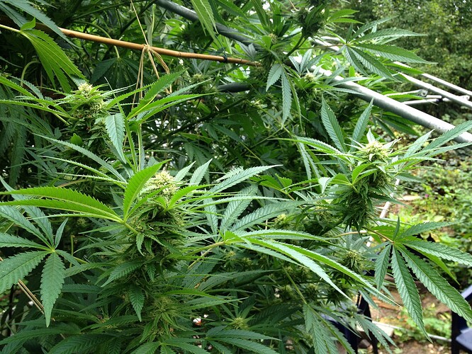 Growreport Bild 9
