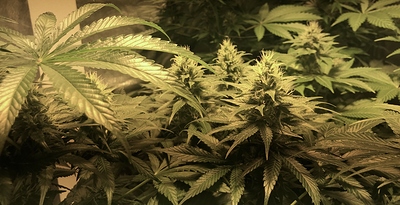 Growreport Bild 6