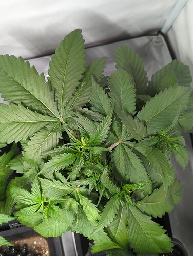 wr17_sensiskunk_oben