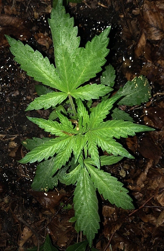 Growreport Bild 49