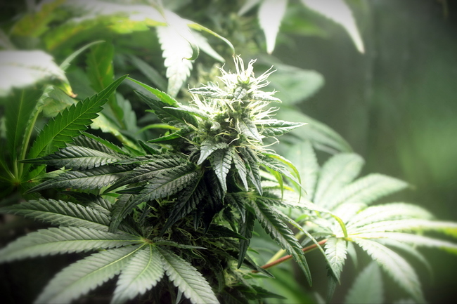 Growreport Bild 23