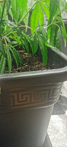 Growreport Bild 40