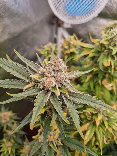 Growreport Bild 26