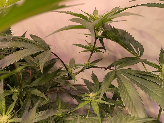 Growreport Bild 4