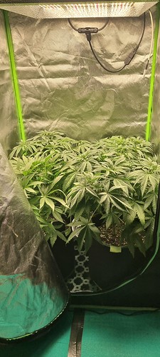 Growreport Bild 3