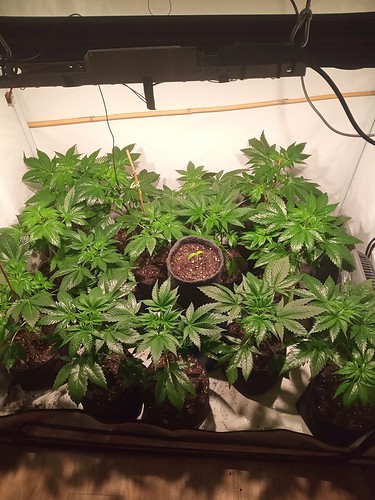 Growreport Bild 32