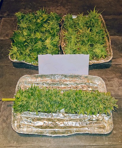 Growreport Bild 11