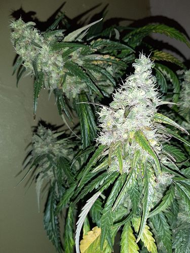 Growreport Bild 3