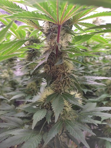 Growreport Bild 6