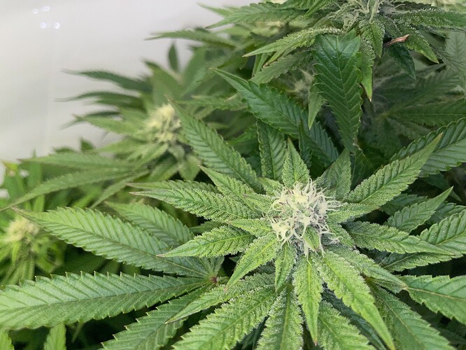Growreport Bild 4