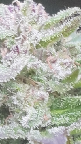 Growreport Bild 23