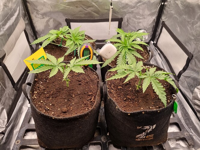 Growreport Bild 29