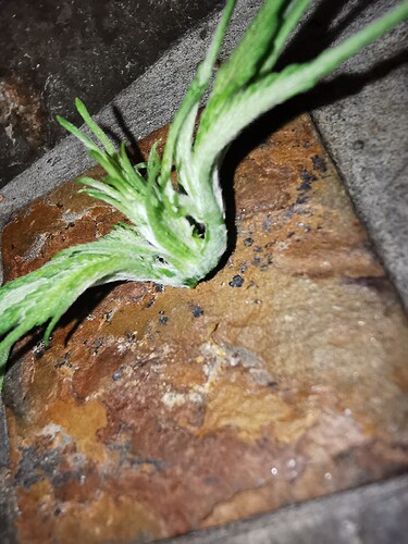 Growreport Bild 4