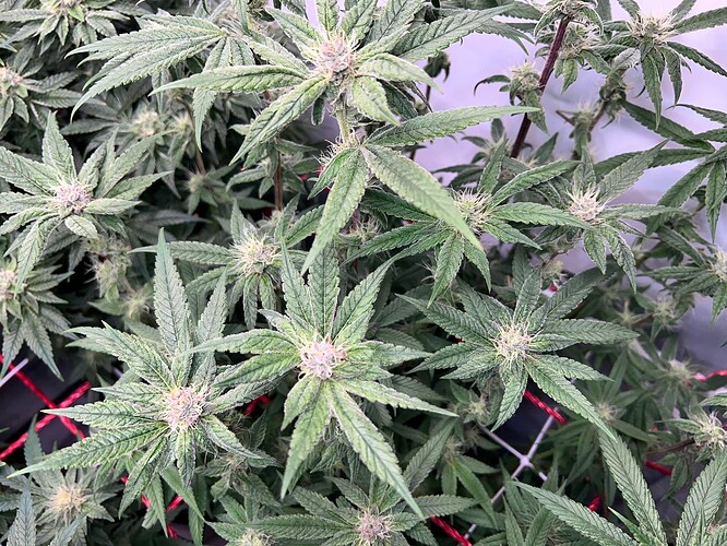 Growreport Bild 14